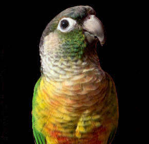 mac-mascot